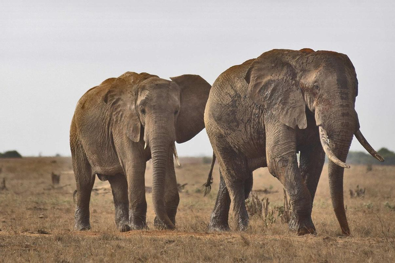 3 jours, 2 nuits de safari à Tsavo au départ de Nairobi