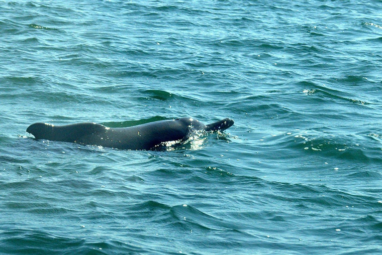马丁斯别墅 伊尼亚卡岛度假胜地