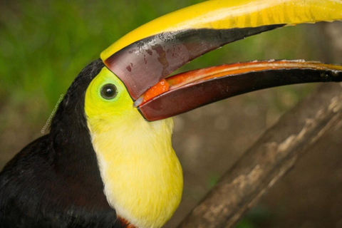 San Jose: Night Guided Wildlife Walk at Wildlife Sanctuary