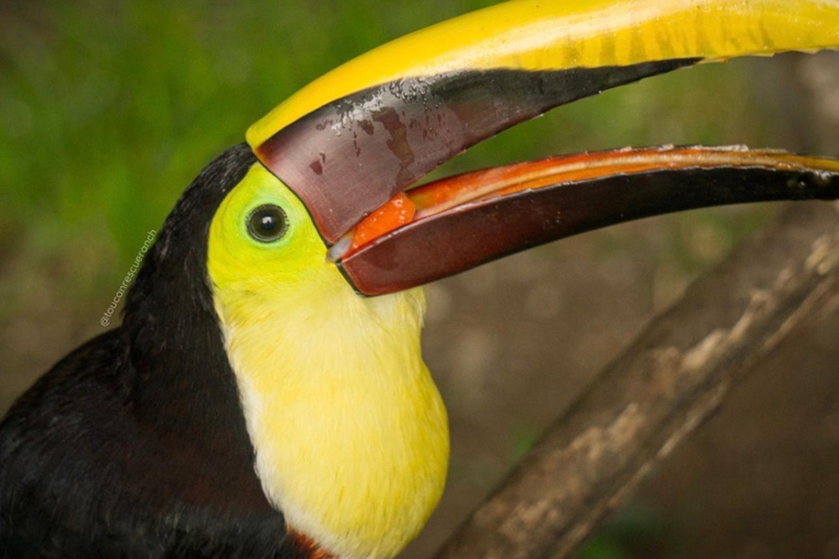 San Jose: Night Guided Wildlife Walk at Wildlife Sanctuary