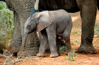 Private Full Day Addo Elephant National Park Safari - Housity