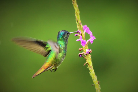 Da Cusco: 5 giorni di esplorazione e connessione nella Zona Riservata del ManuDa Cusco: 5 giorni di esplorazione e connessione nella Zona Riservata di Manu
