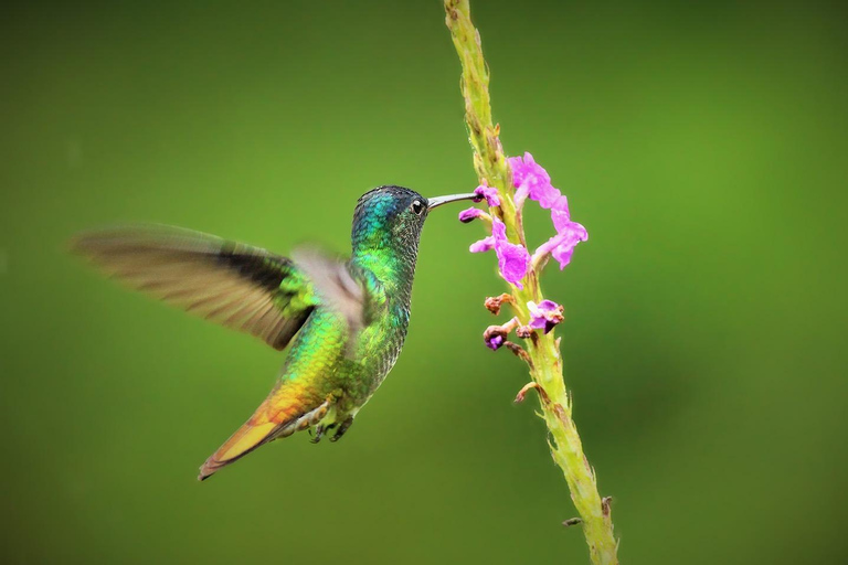 Da Cusco: 5 giorni di esplorazione e connessione nella Zona Riservata del ManuDa Cusco: 5 giorni di esplorazione e connessione nella Zona Riservata di Manu