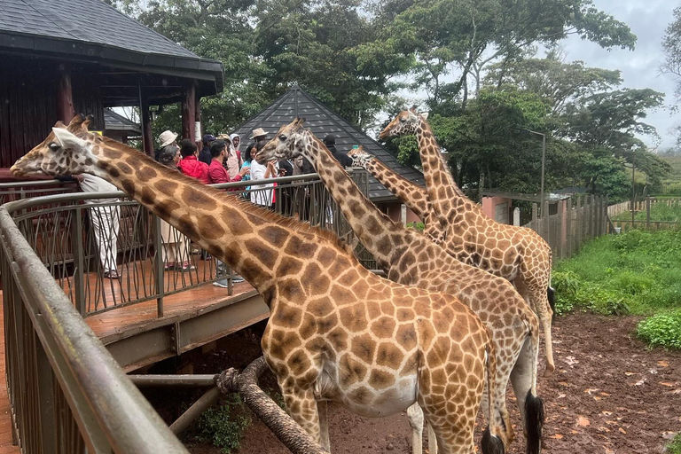 Nairobi: Jednodniowa wycieczka na safari i do centrum żyraf