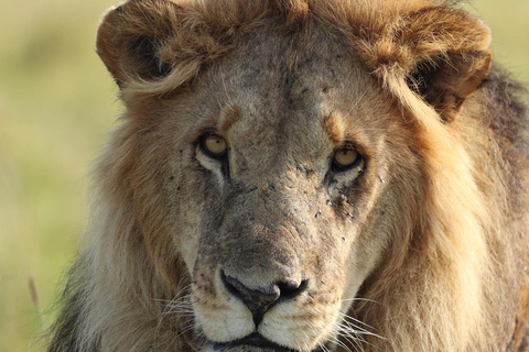 Nairobi National Park Half-Day Guided Safari (4–5 Hours) Nairobi National Park Half-Day Shared Guided Safari