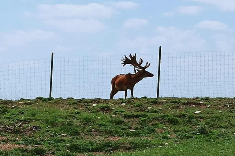 Bakoe: Shamakhi Safari Tour met lokale lunch