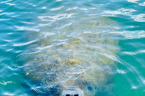 Tour d'avventura con delfini, lamantini e tartarughe marine a Bonita Springs!