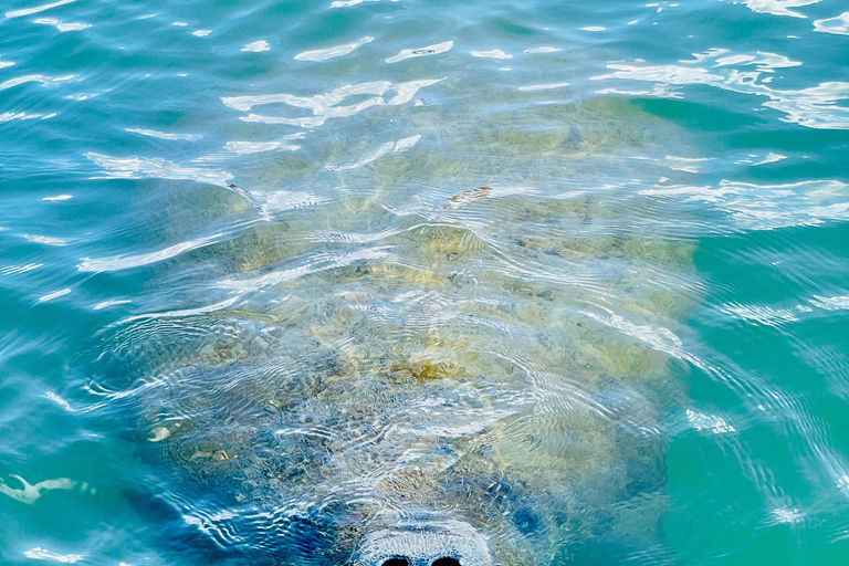 Tour d'avventura con delfini, lamantini e tartarughe marine a Bonita Springs!
