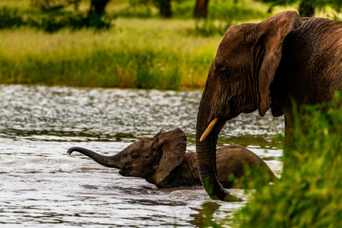 塔兰吉雷国家公园和恩戈罗恩戈罗保护区 2 日游。塔兰吉雷国家公园和恩戈罗恩戈罗火山口 2 日游。