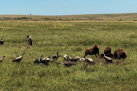 Nairobi: 3-Day epic trip to Maasai Mara Reserve with meals 3 days, 2 nights private safari to Mara in a tourist VAN