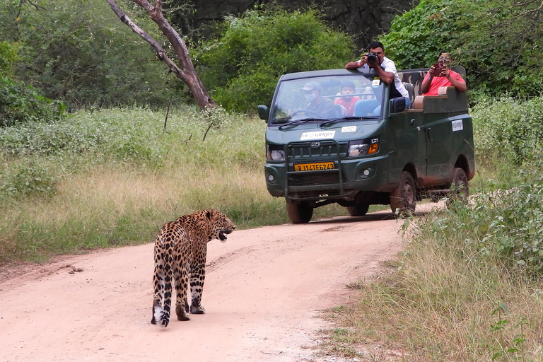 Jaipur: Private Jhalana Leopard Safari Tour