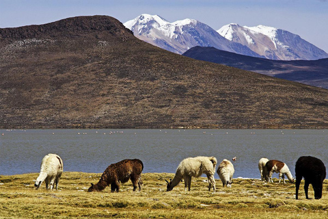 From Arequipa | Tour to Salinas + Hot springs of lojen