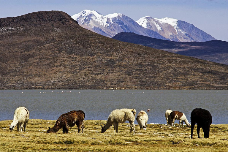 AREQUIPA|Cały dzień|Wycieczka Laguna Salinas