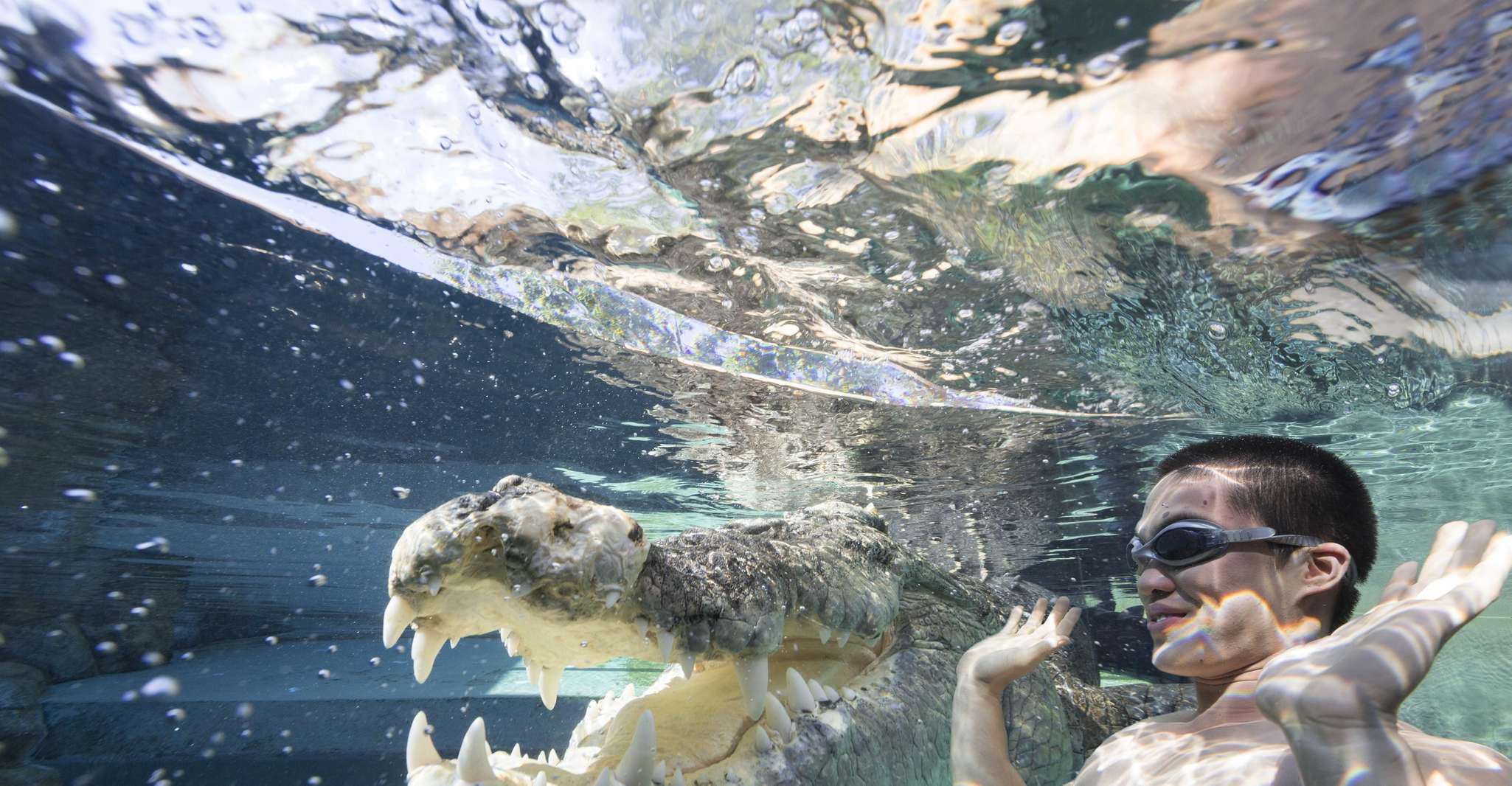 "Cage Of Death" Crocodile Swim and Entry to Crocosaurus Cove - Housity