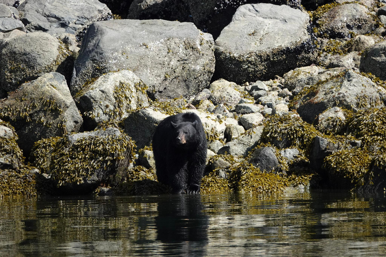 Campbell River: Spring Bear Watching & Waterfalls Boat Tour