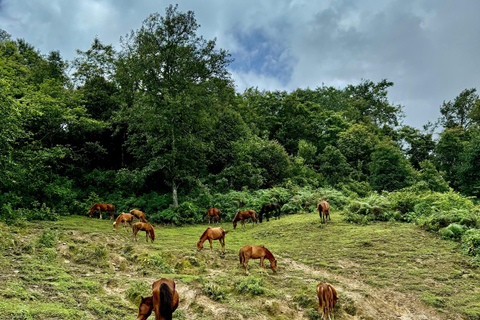 Sapa Eendaagse Trek: Rijstterrassen &amp; Etnische Dorpen