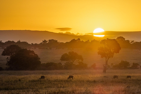 Z Nairobi: 3-dniowe/2-nocne safari w grupie Maasai MaraSafari grupowe 3 dni/2 noce z pojazdem standardowym