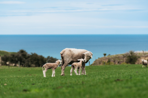 Christchurch: Exklusive Working Farm Tour mit Mittagessen und Weingut