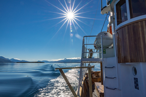 Tromsø: Crociera serale con luce artica e zuppa di pesce