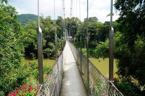 Kandy: Royal Botanical Garden & Tea Factory Tour Pick & Drop Without Entry Ticket in Royal Botanical Garden