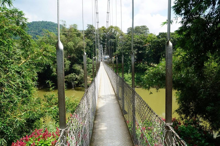 Kandy: Royal Botanical Garden & Tea Factory Tour Pick & Drop Without Entry Ticket in Royal Botanical Garden