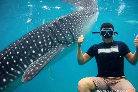 Cebu: Oslob Whale Sharks, Tumalog Falls & Moalboal Sardines - Image 2