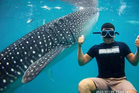 Cebu: Oslob Whale Sharks, Tumalog Falls & Moalboal Sardines - Image 3