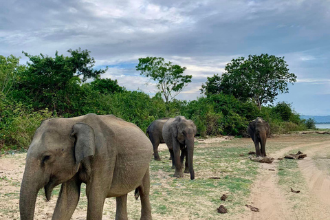 De Galle / Mirissa / Hikkaduwa - Excursão de Safari em Udawalawa