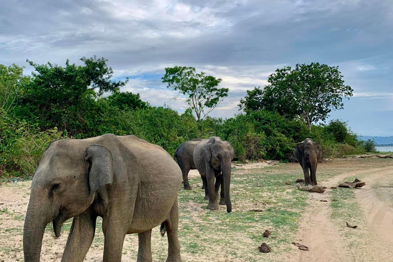 De Galle / Mirissa / Hikkaduwa - Excursão de Safari em Udawalawa