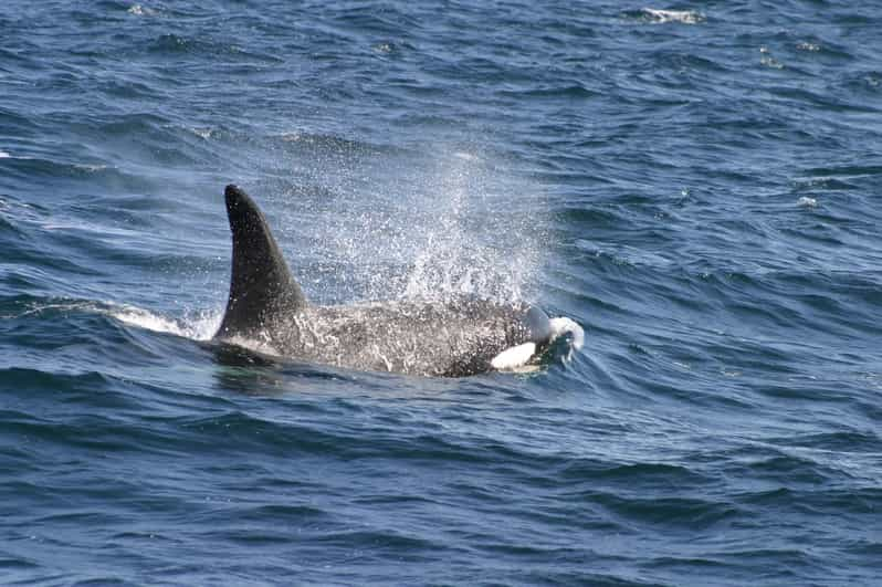 Delfines Ballenas Snorkel Y Almuerzo En La Isla De Benitiers