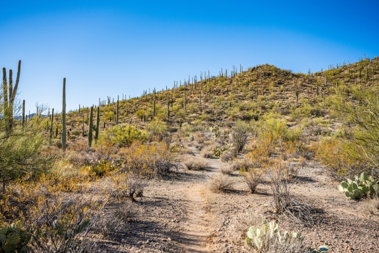 Tucson: Mt Lemmon & Saguaro NP Wycieczka z własnym przewodnikiemTucson: wycieczka z przewodnikiem na górę Lemmon i Saguaro NP