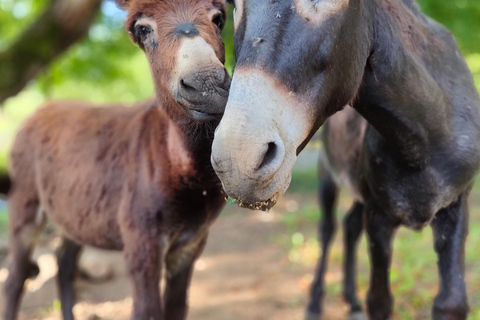 Plitvice: Horseback Riding Tour with Cave Entry Ticket Ride to Barać Caves (Half‑day Horseback Tour)