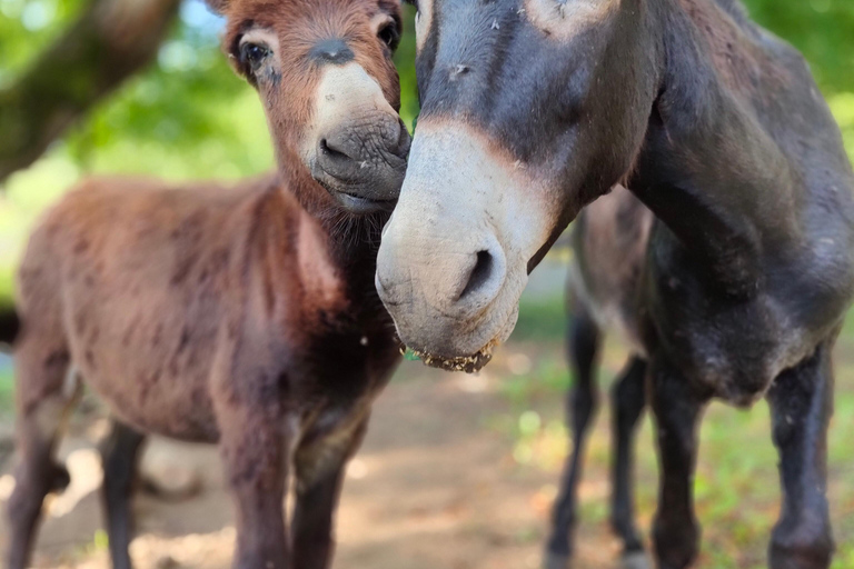 Plitvice: Horseback Riding Tour with Cave Entry Ticket Ride to Barać Caves (Half‑day Horseback Tour)