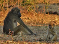 Hwange Day and Overnight Safari - Housity
