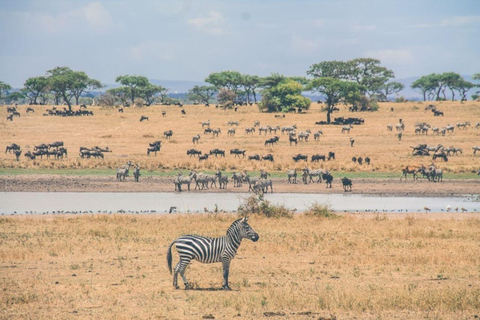 4 dias de Safari Privado na Tanzânia