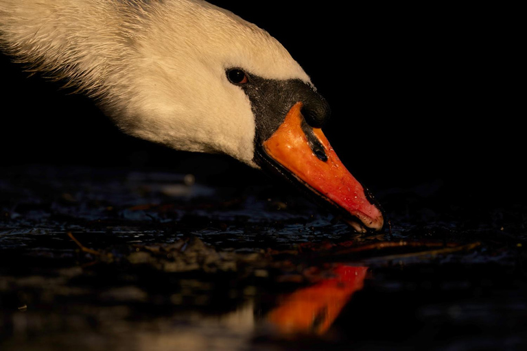 Glasgow: Beginners Wildlife Photography WorkshopGlasgow: Wildlife Photography Workshop