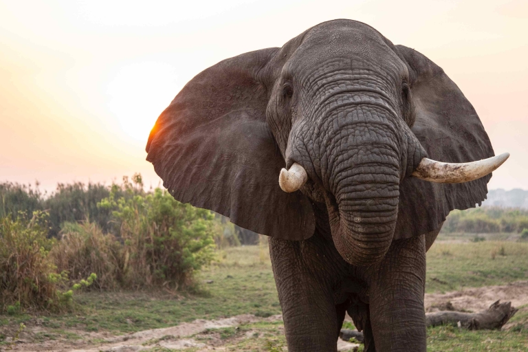 Geweldige 6 dagen wilde dieren in Oeganda