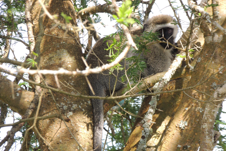 From Entebbe: 3-Day Lake Mburo Safari with Boat Cruise