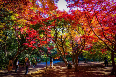 Tokyo: Shinjuku Gyoen National Garden Guided Walking Tour Small Group Tour