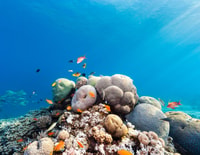 Sharm El Sheikh, Tiran Island Schnorcheln Boot Kreuzfahrt & Mittagessen - Hizvo