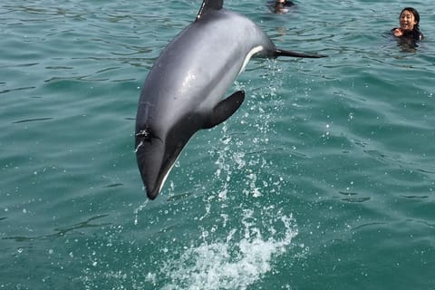 Akaroa: Dolphin Swim and Wildlife Cruise - Image 2