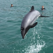 Akaroa: Dolphin Swim and Wildlife Cruise Akaroa: Dolphin Swim and Wildlife Cruise