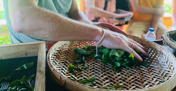 Ella: Leaf-to-Cup Tea-Making Tour with Tea Tasting & Snacks