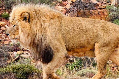 Cape Town: LGBTQ Big Five Private Sunset Safari with Snacks