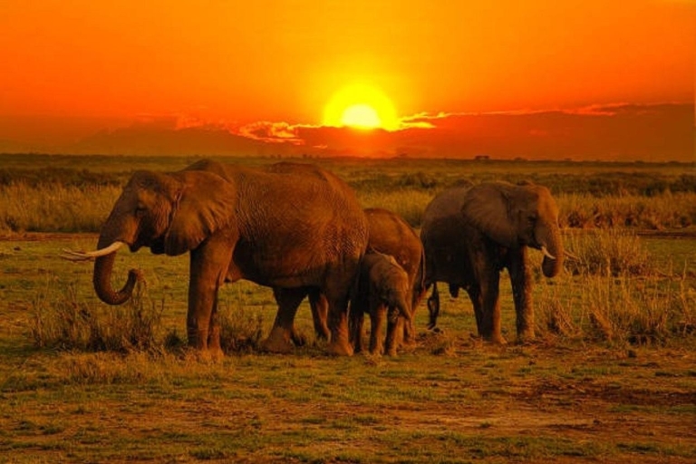 5 jours de safari à Tsavo Est, Ouest et Amboseli au départ de Mombasa