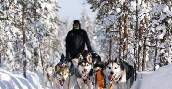 Rovaniemi: Your First Husky Sled Ride & Husky Farm Visit