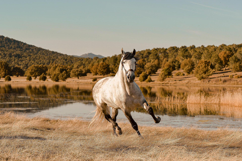 Queenstown: Guided Lakeside Horse Riding Experience