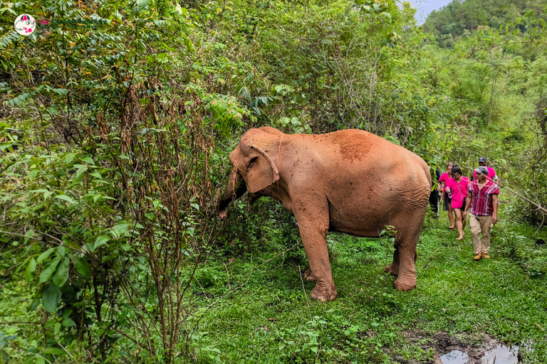 Chiang Mai: Excursão e caminhada ao Doi Inthanon e ao santuário de elefantes