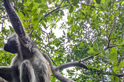 Roter Colobus-Affe &amp; Mangroven im Jozan-Wald Gruppentour 5+