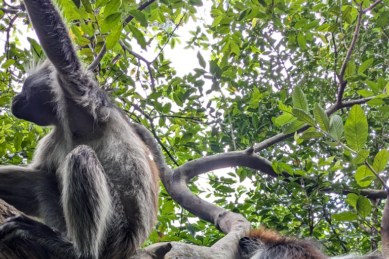 Roter Colobus-Affe &amp; Mangroven im Jozan-Wald Gruppentour 5+